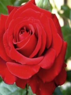 Rosier Thé moderne 'Ingrid Bergman'