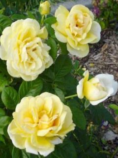 Rosier Thé moderne 'Michelangelo'