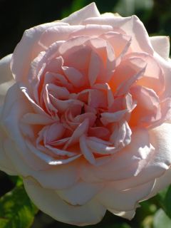 Rosier à Grandes fleurs Prince Jardinier®  Meitroni