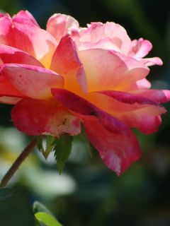 Rosier Thé moderne 'Pullman Orient Express'