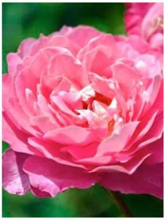 Rosier à fleurs groupées Sylvie Vartan en racines nues