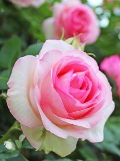 Rosier grimpant 'Pierre De Ronsard'