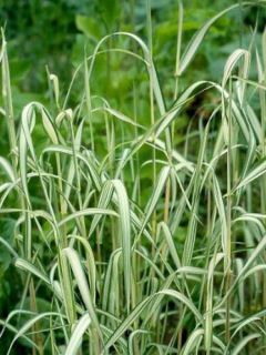 Ruban de la vierge 'Picta'