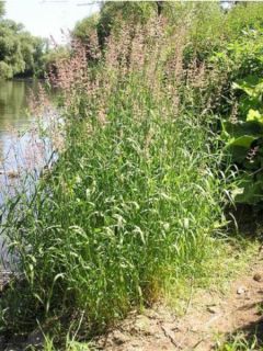Phalaris arundinacea - Alpiste faux-roseau 