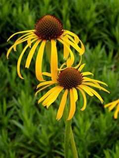 Rudbeckia inversé