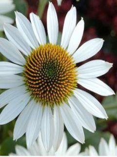 Echinacea Purity - Rudbeckia pourpre