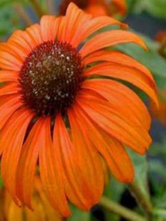 Rudbeckia pourpre 'Tangerine Dream'