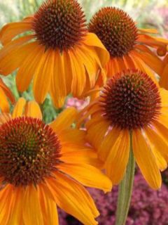 Rudbeckia pourpre 'Tiki Torch'®