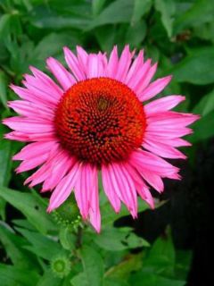 Rudbeckia pourpre 'Vintage Wine'