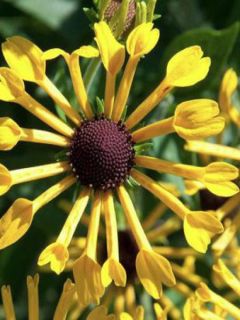 Rudbeckie 'Henry Eilers'