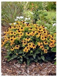 Rudbeckie 'Little Gold Star'
