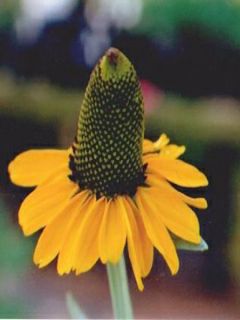 Rudbeckia maxima - Grande Echinacée