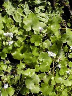 Ruine de Rome - Cymbalaria muralis