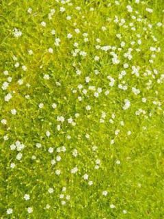 Sagine subulée 'Aurea'