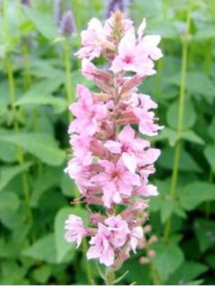 Salicaire commune 'Blush'