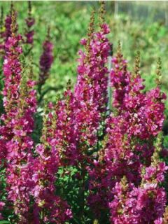 Salicaire commune 'Robert'