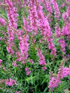 Salicaire commune 'Swirl'