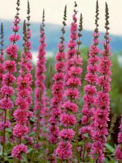 Lythrum salicaria The Beacon - Salicaire commune The Beacon 