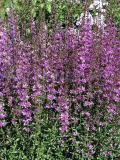 Salicaire 'Dropmore Purple'