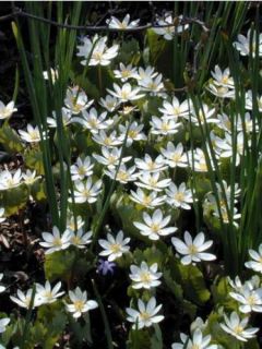 Sanguinaria canadensis Flore Pleno