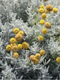 Santoline petit cyprès