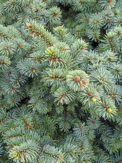 Sapin bleu, Epicéa du Colorado 'Mrs Cesarini' Sapin bleu, Epicéa du Colorado 'Mrs Cesarini'