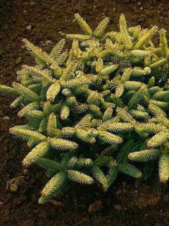  Sapin d'Espagne doré - Abies pinsapo Aurea