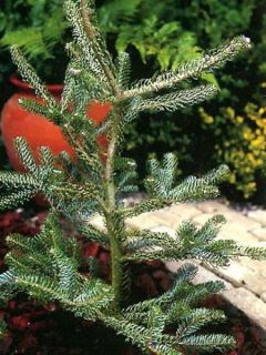 Abies koreana Silberlocke - Sapin de Corée              