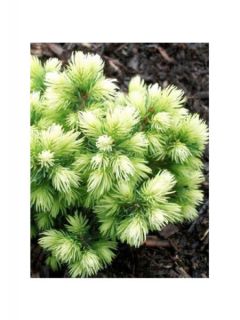 Sapinette blanche, Epinette blanche 'Jalako gold' Sapinette blanche, Epinette blanche 'Jalako gold'