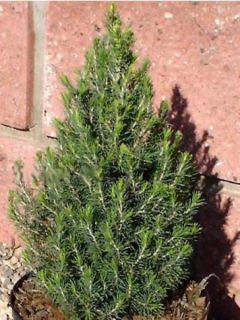 Sapinette blanche, Epinette blanche 'Piccolo' Sapinette blanche, Epinette blanche 'Piccolo'