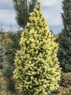 Sapinette blanche, Epinette blanche 'Sun on the Sky ' Sapinette blanche, Epinette blanche 'Sun on the Sky '