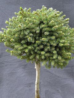 Sapinette d'Orient - Picea orientalis Jewel Sapinette d'Orient - Picea orientalis Jewel