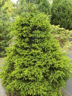 Sapinette d'Orient 'Losely' Sapinette d'Orient 'Losely'