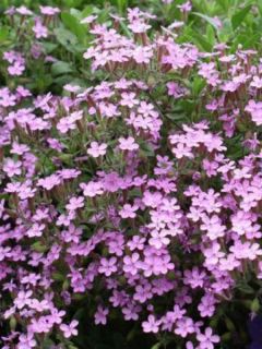 Saponaire de Montpellier