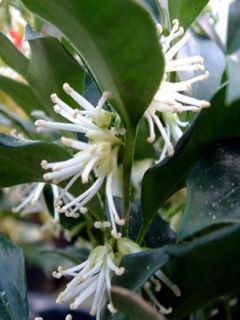 Sarcococca confusa