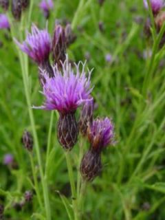 Sariette des teinturiers