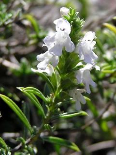 Sarriette des montagnes - Satureja montana
