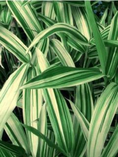 Sasaella masamuneana Albostriata - Bambou nain panaché.