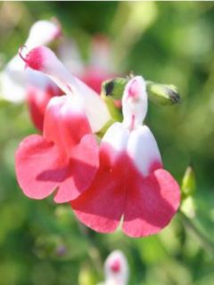 Sauge à petites feuilles 'Hot Lips'