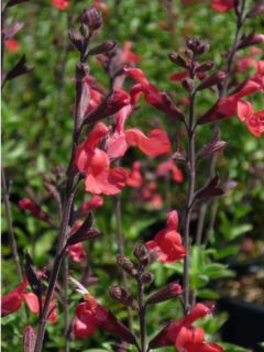 Sauge arbustive - Salvia microphylla Reve Rouge Sauge arbustive - Salvia microphylla Reve Rouge