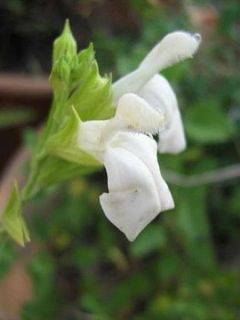 Sauge 'Alba' Sauge 'Alba'