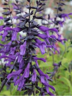 Sauge 'Amistad' Sauge 'Amistad'