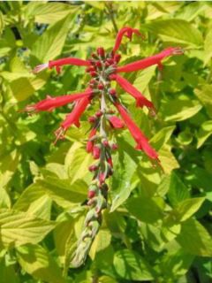 Sauge ananas 'Golden Delicious'