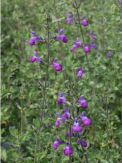 Sauge 'Blue Note' Sauge 'Blue Note'