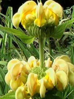 Sauge de Jérusalem de Russel