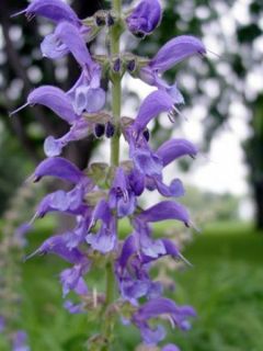 Sauge de Transylvanie 'Blue Spires'