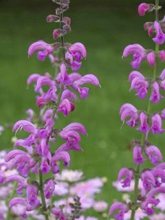 Sauge des près 'Sweet Esmeralda' Sauge des près 'Sweet Esmeralda'