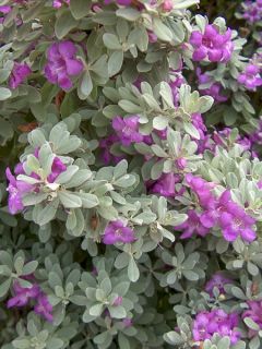 Leucophyllum frutescens - Sauge du désert