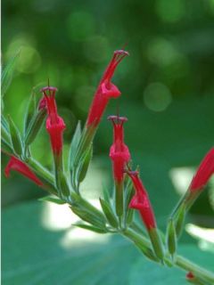 Sauge elegans Sauge elegans