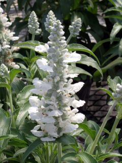 Sauge farineuse Victoria blanche